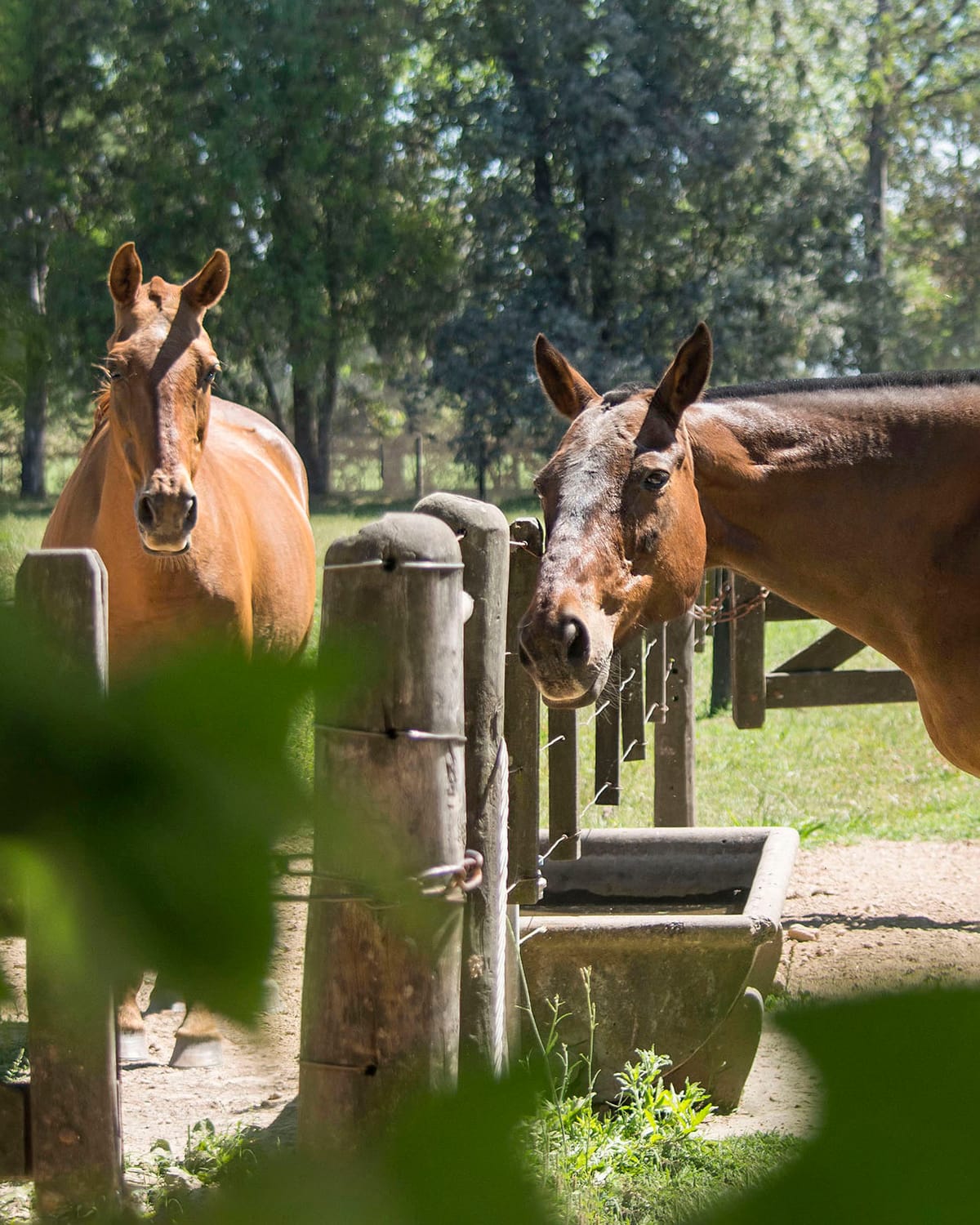 Coaching con Caballos